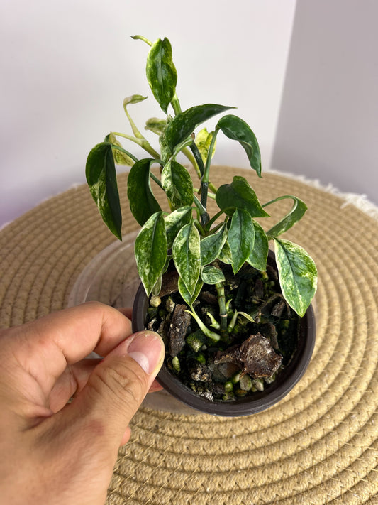 Epipremnum Pinnatum Bali Hanoman 1
