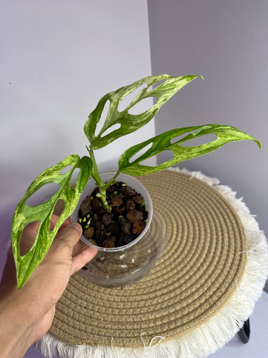 Monstera Adansonii Mint 1