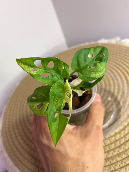 Monstera Monkey Mask(Adansonii) Variegated 1