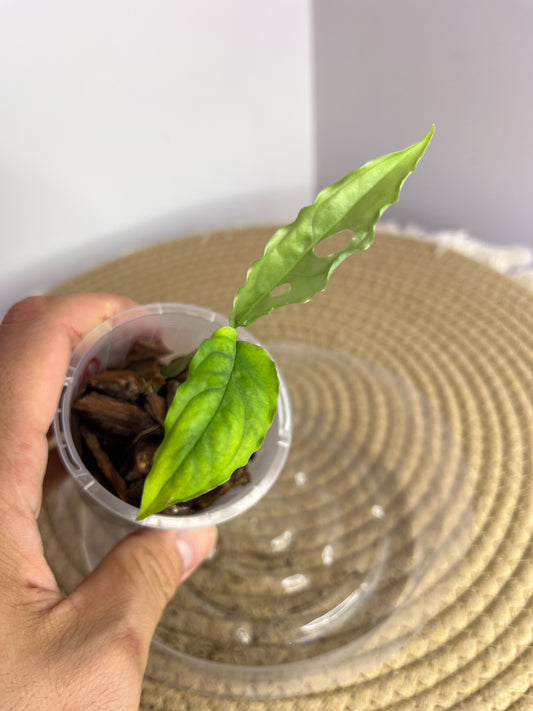 Monstera Obliqua Peru 1