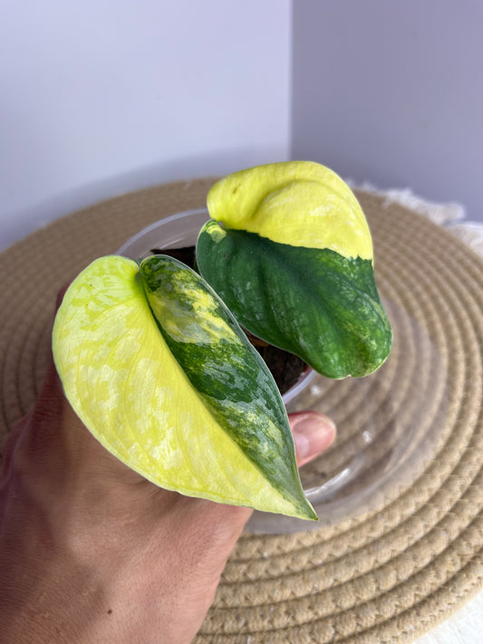 Scindapsus Exotica Variegated 2
