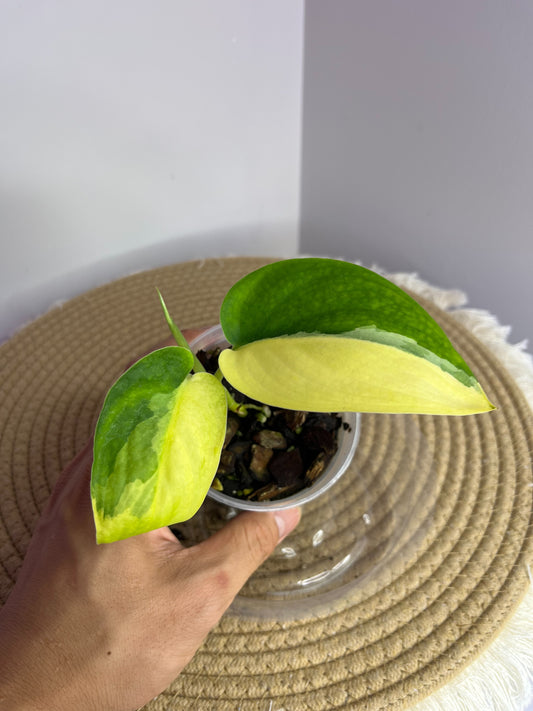 Scindapsus Jade Satin Variegated 2