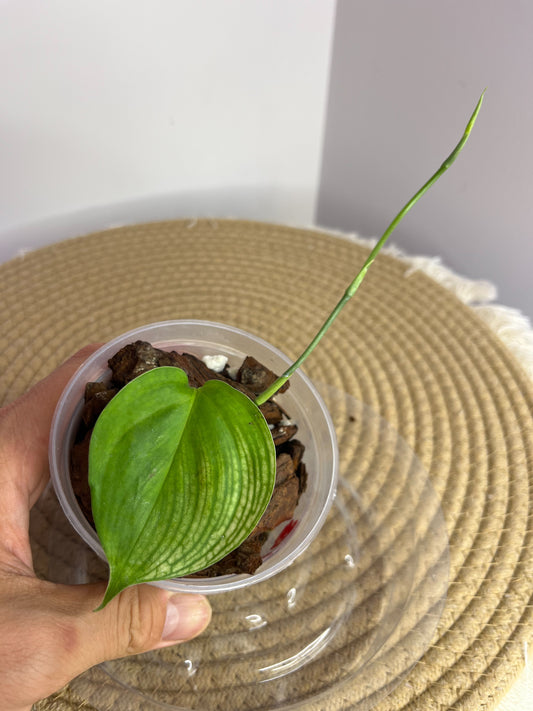 Scindapsus White Monster 2