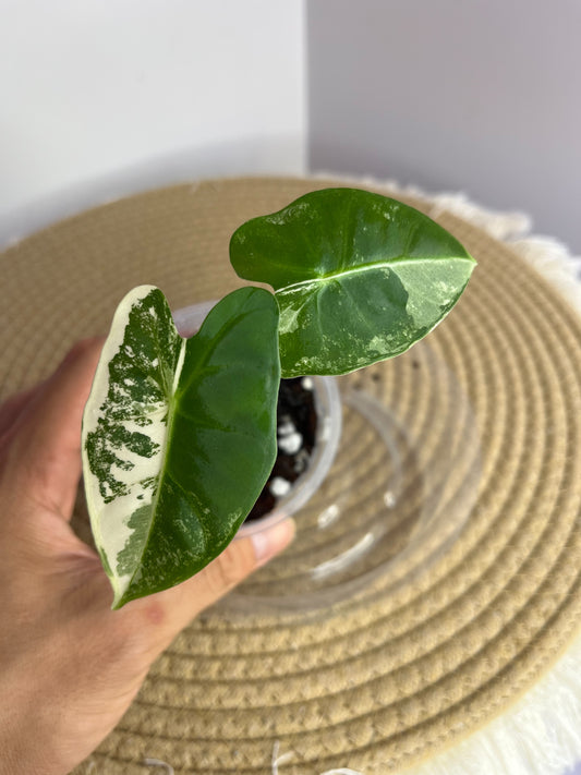 Alocasia Frydek Variegated 1