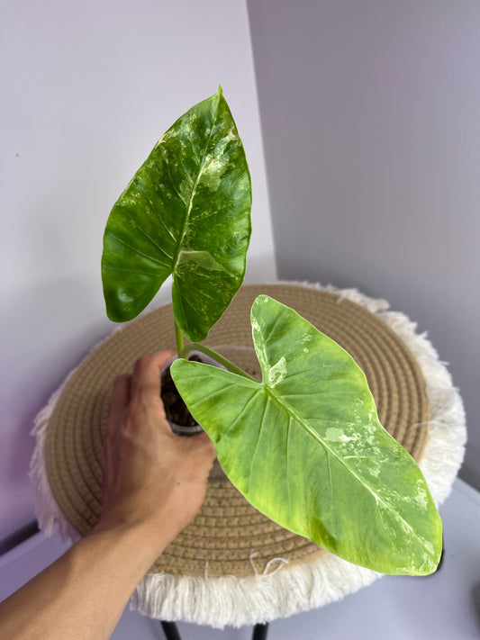 Alocasia Macrorrhiza Variegated 2