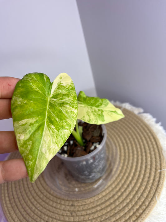 Alocasia Gageana Aurea Variegated 1