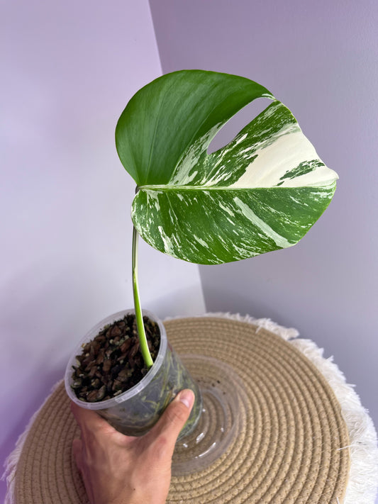Monstera Borsigiana Albo Variegated 1