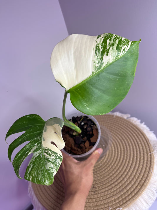 Monstera Borsigiana Albo Variegated 2