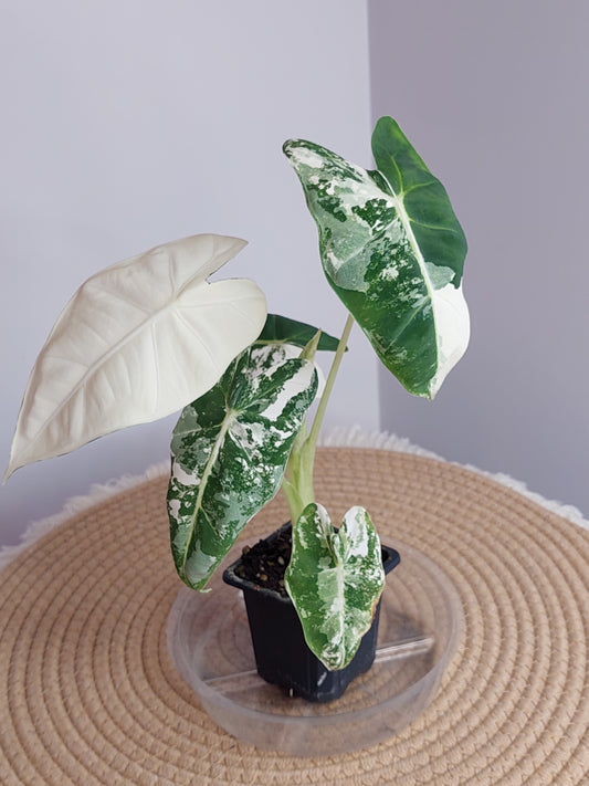 Alocasia Frydek Variegated (1)