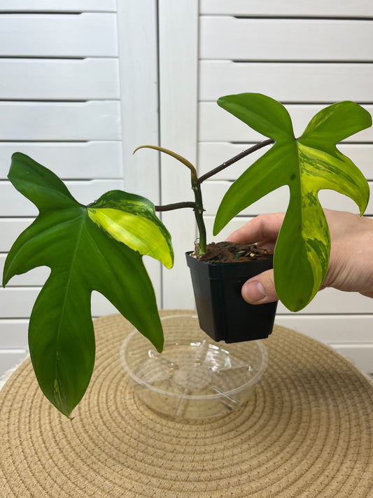 Philodendron Florida Beauty variegated 2