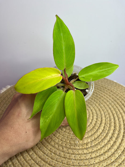 Philodendron Jungle Fever Aurea 2