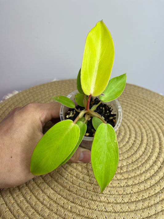 Philodendron Jungle Fever Aurea  3