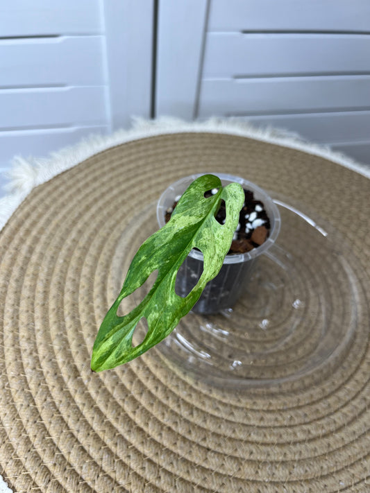 Monstera Adansonii Mint 1