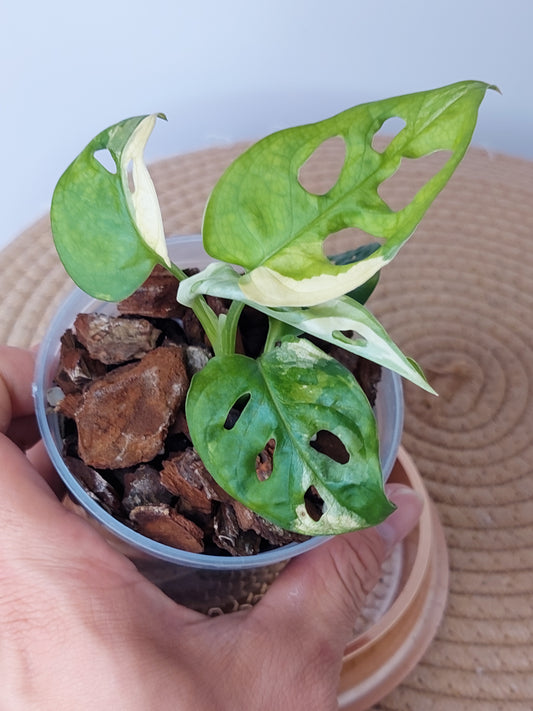 Monstera Monkey Mask(Adansonii) Variegated (A)