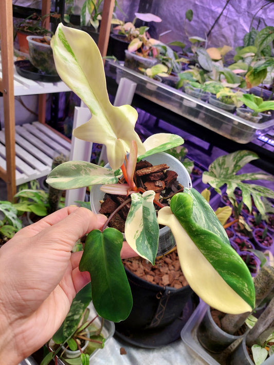 Philodendron Florida Beauty _1
